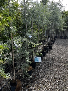 Nordens Oliven `Pendula` bundpodet